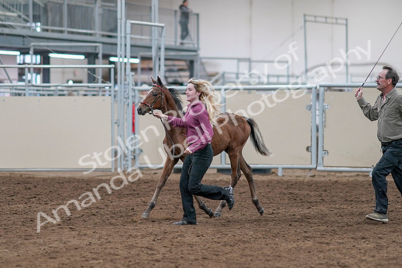 2020 - AB Morgan Horse - Sat, Sept 05 - 00464