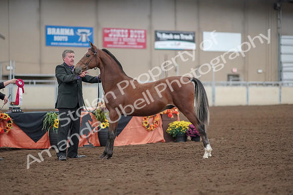 2019 Morgan Horse Show - Aug 30, 2019 - 25645