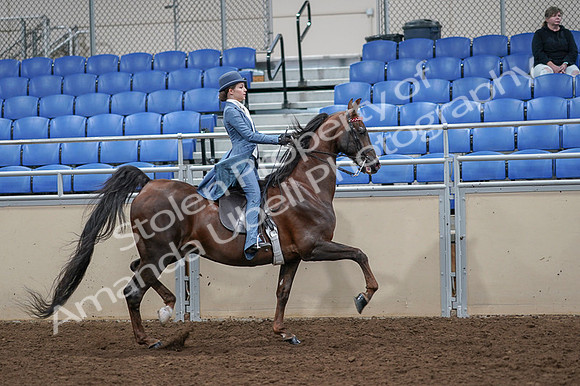 2020 - AB Morgan Horse - Fri, Sept 04 - 05205