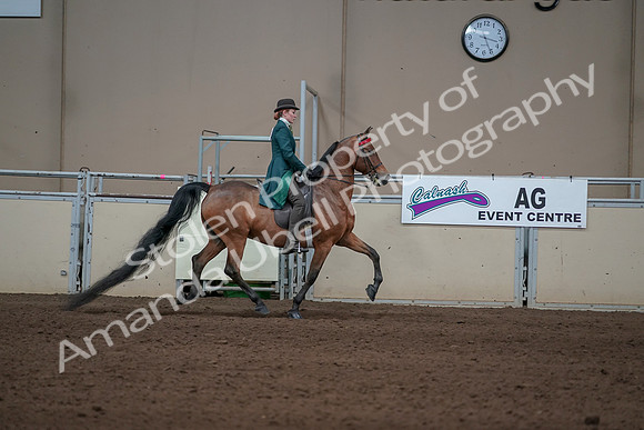 2019 Morgan Horse Show - Sept 01, 2019 - 13329