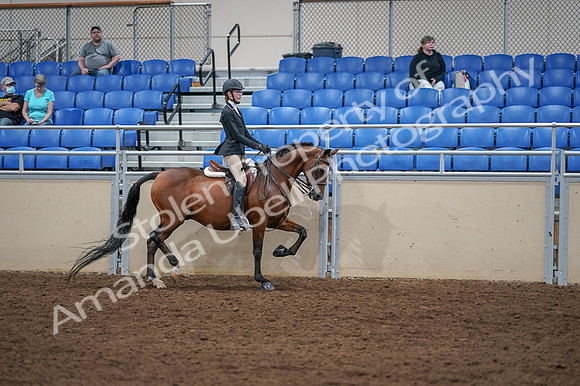2020 - AB Morgan Horse - Fri, Sept 04 - 06130