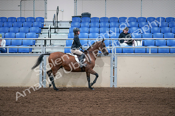 2020 - AB Morgan Horse - Fri, Sept 04 - 02197