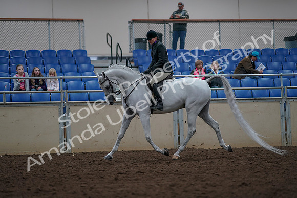 2019 Morgan Horse Show - Aug 31, 2019 - 15971