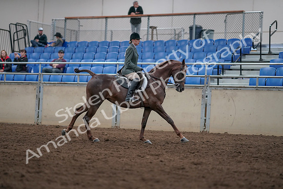 2019 Morgan Horse Show - Sept 01, 2019 - 08838
