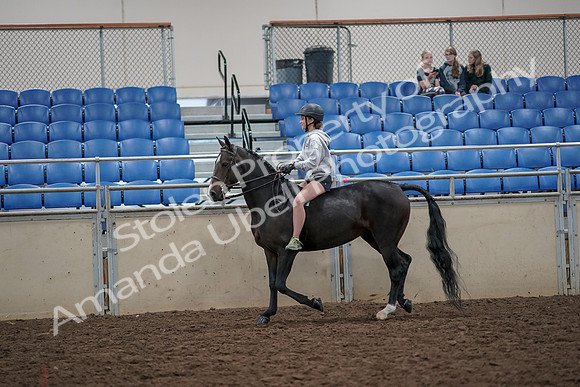 2019 Morgan Horse Show - Aug 30, 2019 - 31042
