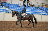 2020 - AB Morgan Horse - Sat, Sept 05 - 14214