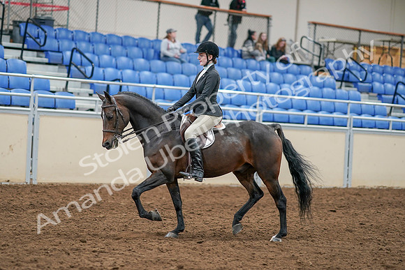 2020 - AB Morgan Horse - Sat, Sept 05 - 14214