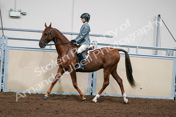 2020 - AB Morgan Horse - Fri, Sept 04 - 03044