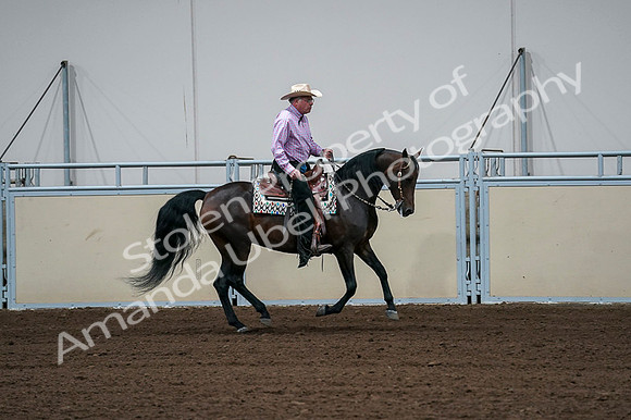 2020 - AB Morgan Horse - Fri, Sept 04 - 00555
