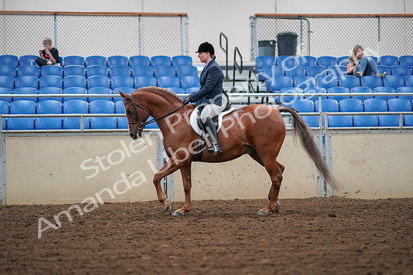 2019 Morgan Horse Show - Aug 30, 2019 - 16194