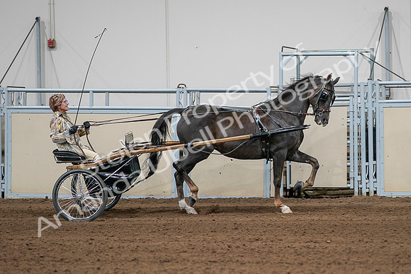 2020 - AB Morgan Horse - Sat, Sept 05 - 05892