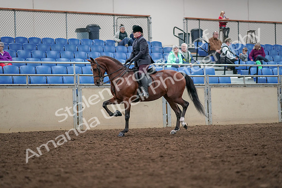 2019 Morgan Horse Show - Aug 30, 2019 - 20426