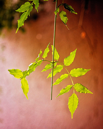Oct 20 2015 - 4737