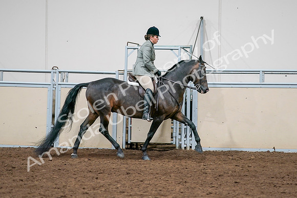 2020 - AB Morgan Horse - Sat, Sept 05 - 14507