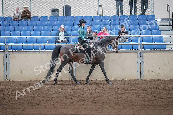 2019 Morgan Horse Show - Sept 01, 2019 - 07125