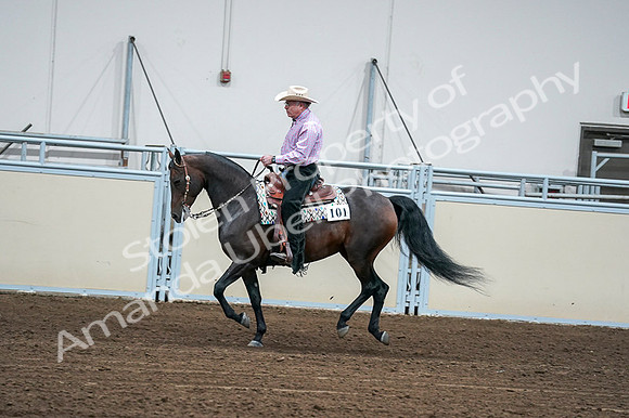 2020 - AB Morgan Horse - Fri, Sept 04 - 00543