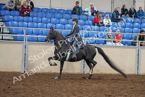 2020 - AB Morgan Horse - Sat, Sept 05 - 13728