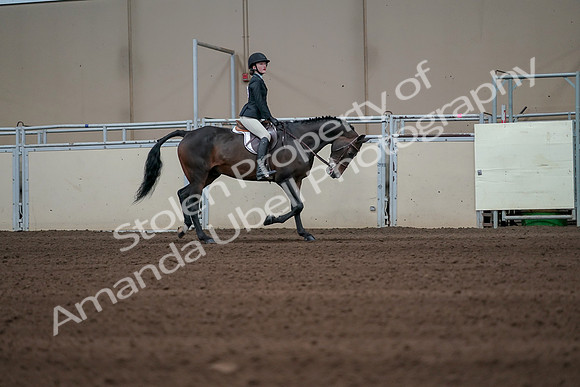 2019 Morgan Horse Show - Sept 01, 2019 - 03852