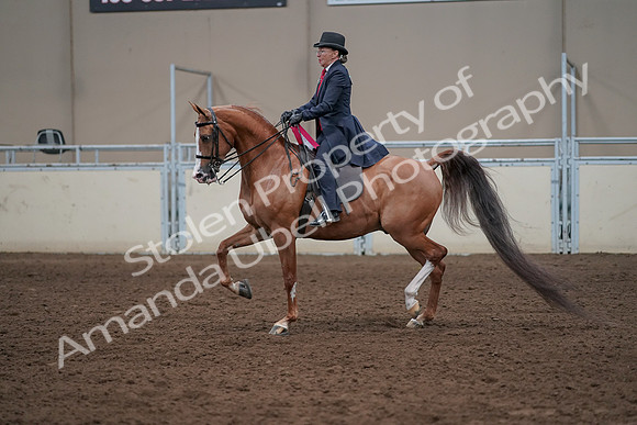 2019 Morgan Horse Show - Sept 01, 2019 - 12139
