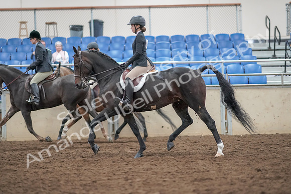 2019 Morgan Horse Show - Aug 30, 2019 - 20235