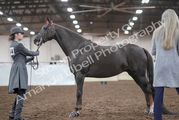 2019 Morgan Horse Show - Aug 31, 2019 - 01919