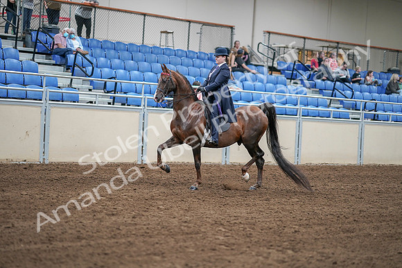 2020 - AB Morgan Horse - Fri, Sept 04 - 07887