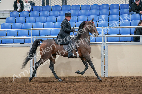 2020 - AB Morgan Horse - Sat, Sept 05 - 08167