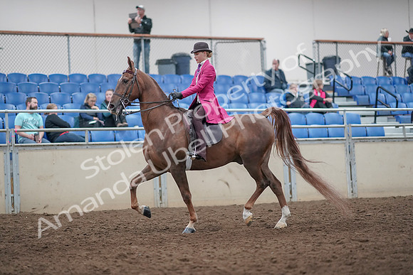 2019 Morgan Horse Show - Aug 31, 2019 - 08615