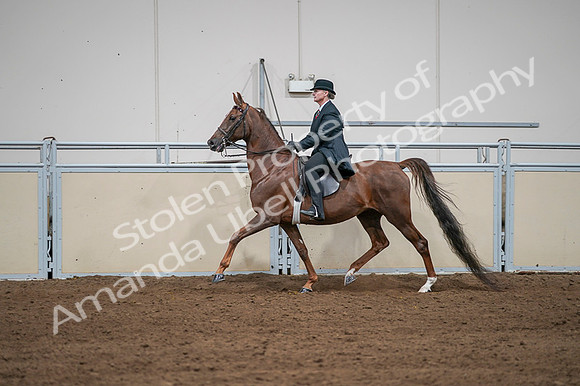 2020 - AB Morgan Horse - Fri, Sept 04 - 07983