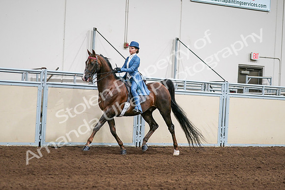 2020 - AB Morgan Horse - Fri, Sept 04 - 04930