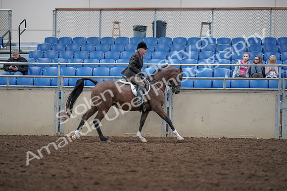 2019 Morgan Horse Show - Aug 31, 2019 - 16135