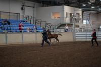 Class 064 - Morgan In Hand Weanling Fillies
