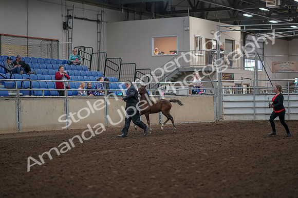 2019 Morgan Horse Show - Aug 31, 2019 - 00358