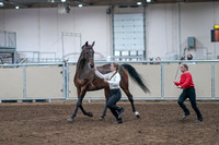 2020 - AB Morgan Horse - Sat, Sept 05 - 00737