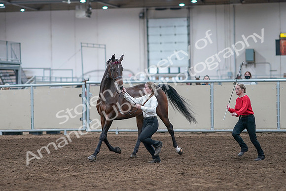 2020 - AB Morgan Horse - Sat, Sept 05 - 00737