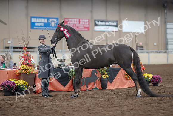 2019 Morgan Horse Show - Aug 31, 2019 - 02077