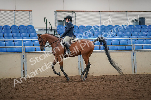 2019 Morgan Horse Show - Aug 30, 2019 - 22355