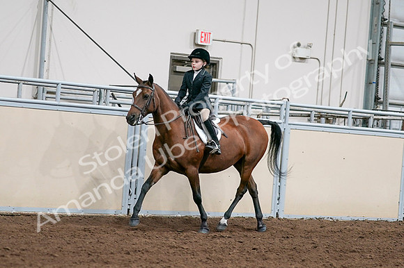2020 - AB Morgan Horse - Fri, Sept 04 - 02038