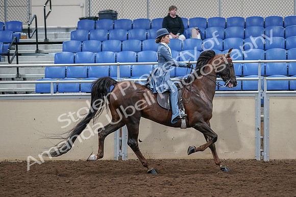 2020 - AB Morgan Horse - Fri, Sept 04 - 05216