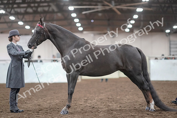 2019 Morgan Horse Show - Aug 31, 2019 - 01949