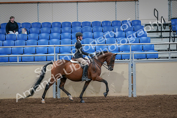 2020 - AB Morgan Horse - Fri, Sept 04 - 06138