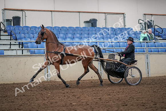 2019 Morgan Horse Show - Aug 30, 2019 - 13190