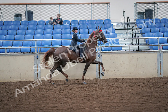 2019 Morgan Horse Show - Aug 30, 2019 - 18157