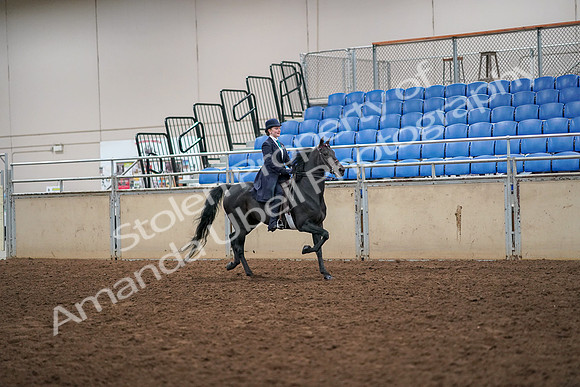 2019 Morgan Horse Show - Aug 30, 2019 - 12366