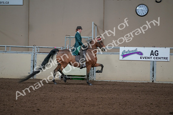 2019 Morgan Horse Show - Sept 01, 2019 - 13327