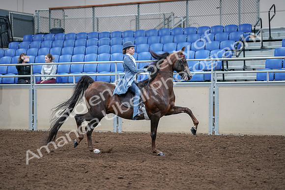 2020 - AB Morgan Horse - Fri, Sept 04 - 05062