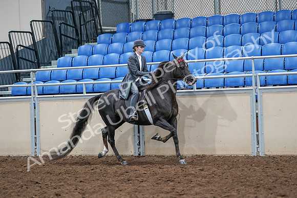 2020 - AB Morgan Horse - Sat, Sept 05 - 13918