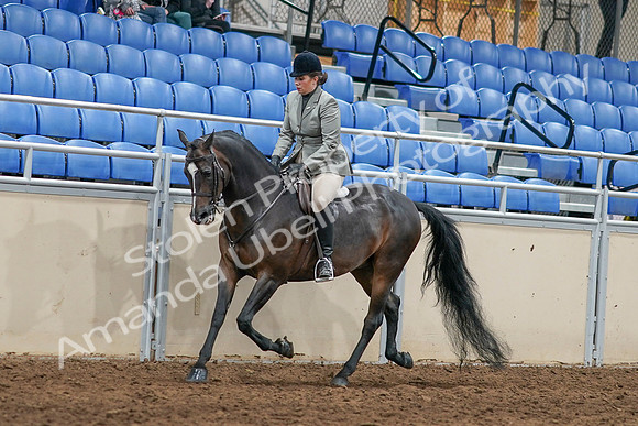 2020 - AB Morgan Horse - Sat, Sept 05 - 14476