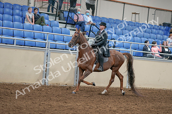 2020 - AB Morgan Horse - Fri, Sept 04 - 08036