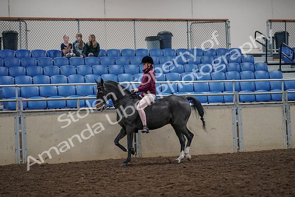 2019 Morgan Horse Show - Aug 30, 2019 - 31132